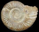 Perisphinctes Ammonite - Jurassic #46918-1